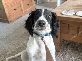 Black-and-white cocker spaniel