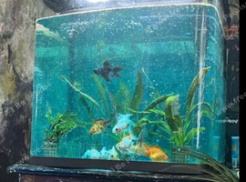 FABULOUS FLIRTY FANCY FISH LOOKING FOR A NEW HOME COMPLETE IN NEW TANK