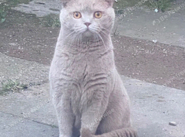 OFFERS welcome for Gccf active bsh lilac male needs a home asap.