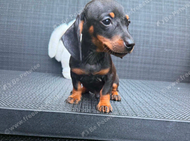 Miniature dachshund