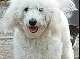 White Labradoodle