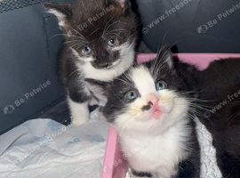 5 Beautiful Kittens