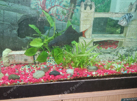 Red tail shark