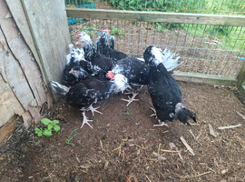 Mottled Houdan and leghorns