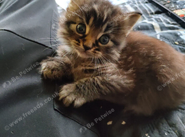Male kitten vary fluffy and playful