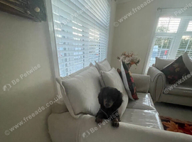 Female fluffy dachshund