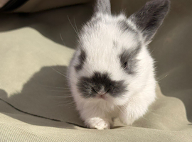 Mini lops
