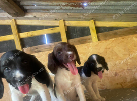 7 puppies for sale