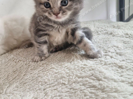 British short haired cross kittens for sale