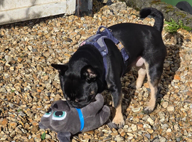 3 year old frug to stud
