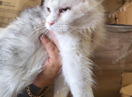 18 month old female maine coon
