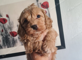 Beautiful Cavapoo Puppies