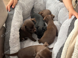 Tiny chihuahua x Patterdale