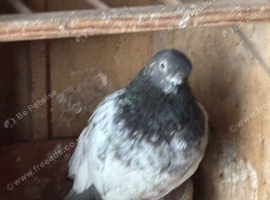 Budapest pigeons