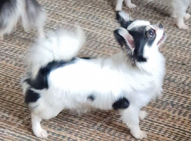 chihuahua longcoat
