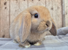 Mini lop babys ready now