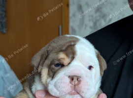 New English Bulldog