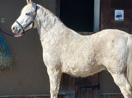 Stunning connemara gelding