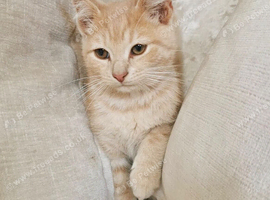 Ragdoll X BSH Kittens
