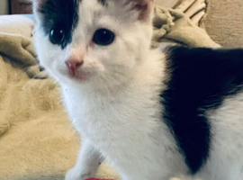 1 female kitten left