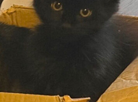 Long haired female kitten - very fussy and playful