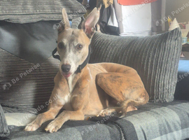 Urgent home needed