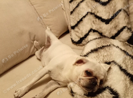 Female pug 9 months old