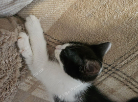 White and black boy kitten looking for his forever home