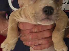 Pocket bully cross puppy&rsquo;s