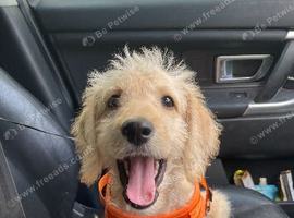 4 month old labradoodle boy