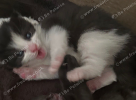 1 Gorgeous Siberian Kittens & Mother Available
