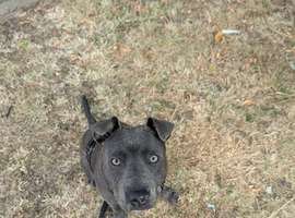 Lovely staffy