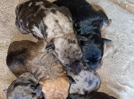 Jack Russell puppies
