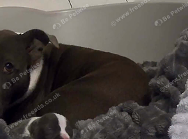 Blue Staffordshire bull terrier puppy