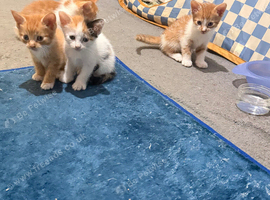 Adorable Ginger Kittens Ready for Loving Forever Homes