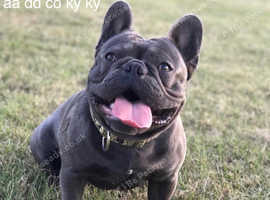 Blue french bulldog stud boy