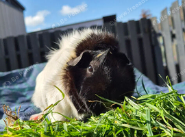 Beautiful abyssinian female guinea pig