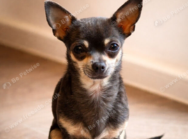Mini Female Chihuahua