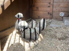 Various polish chickens