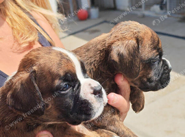 Boxer puppies  KC REG