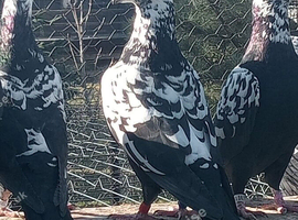 RARE TIGER GRIZZLE RACING PIGEONS