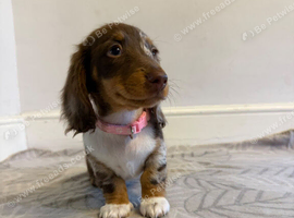 Miniature Dachshund