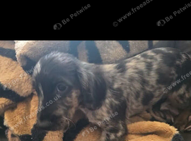 Cockerpoo male puppy