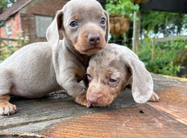 Beautiful Dachshund boys