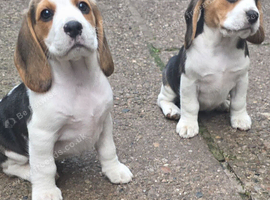 Beautiful Beagle Puppies