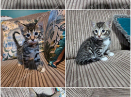 Bengal X DLH kittens READY NOW 2 males left