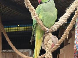 Male ringneck