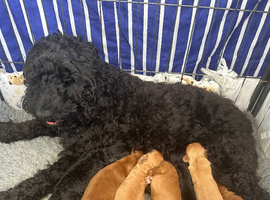 Adorable cockapoo puppies