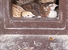 Male quail seeking retirement home