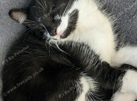 Kitten for sale